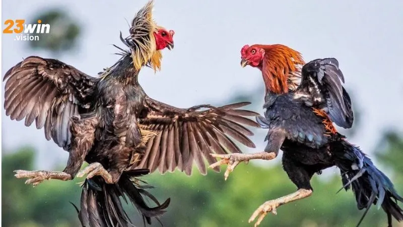 Hình ảnh Ban Ga 3 trong bài viết Bắn Gà 23win: Game Đá Gà Trực Tuyến Hấp Dẫn Nhất Đông Nam Á. bắn gà 23win